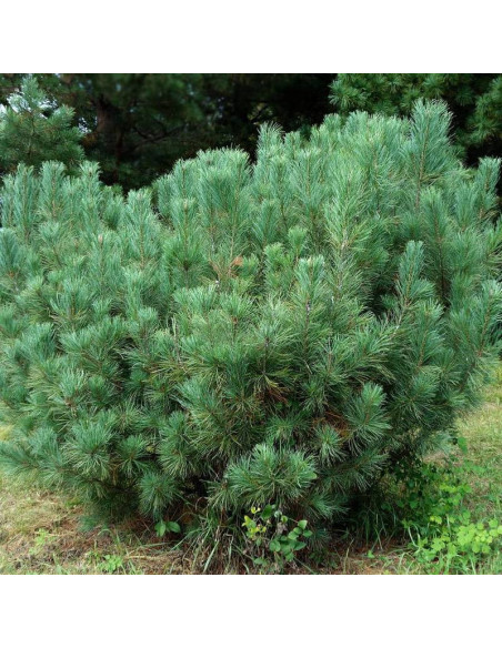 Sosna gęstokwiatowa Pumila Pinus densiflora