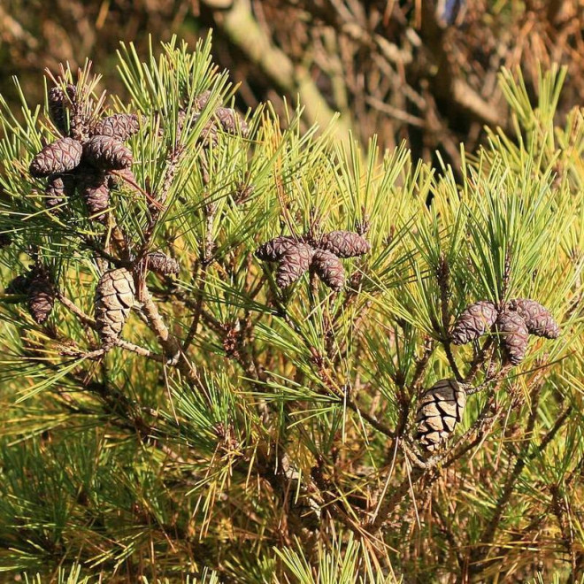 Pumila Pinus densiflora Sosna gęstokwiatowa