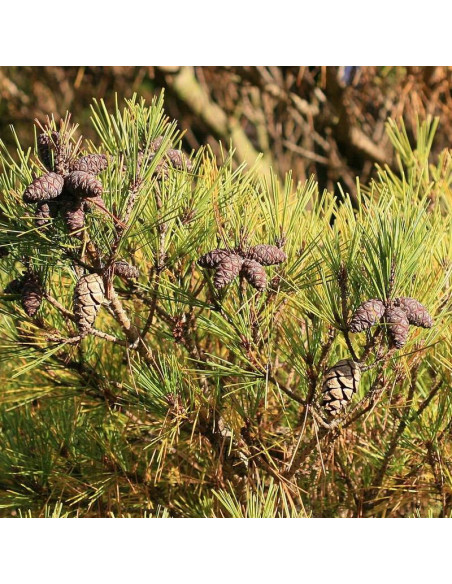Pumila Pinus densiflora Sosna gęstokwiatowa