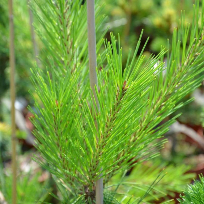 Sosna gęstokwiatowa Pendula Pinus densiflora