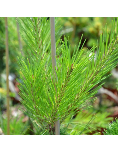 Sosna gęstokwiatowa Pendula Pinus densiflora