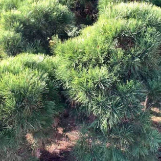 Sosna gęstokwiatowa Pendula Pinus densiflora 2