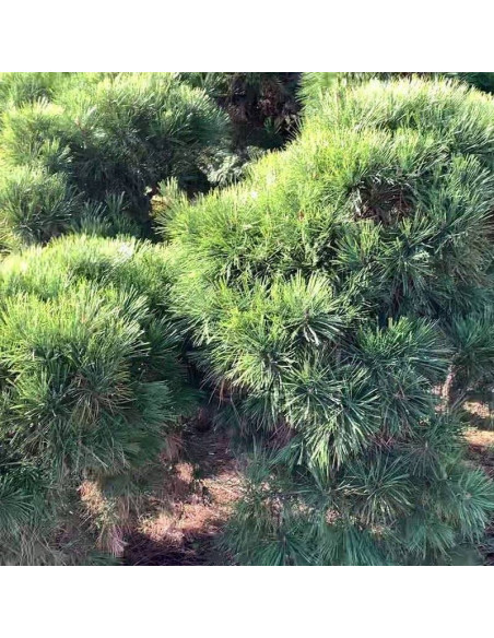 Pendula Pinus densiflora Sosna gęstokwiatowa