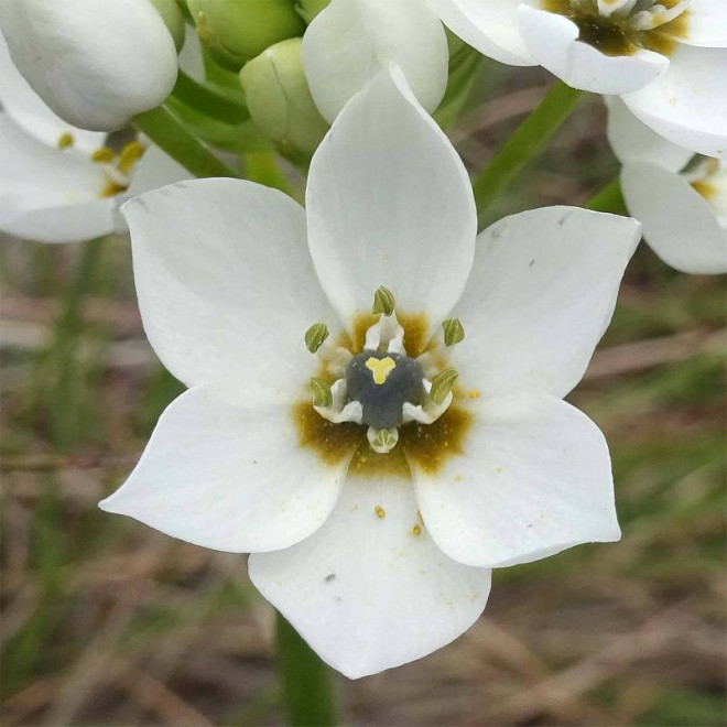 Pyramidale Ornithogalum thyrsoides Śniedek zgrupowany