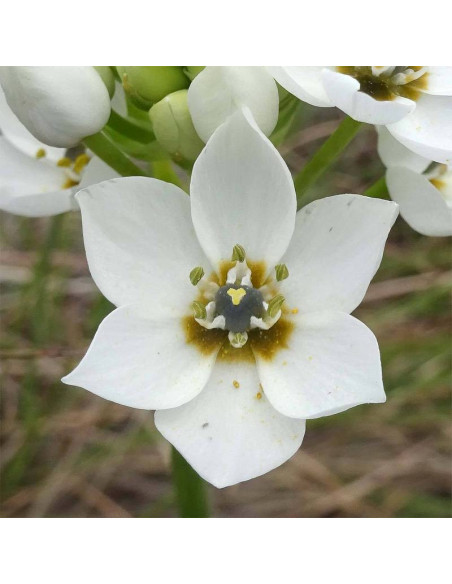 Pyramidale Ornithogalum thyrsoides Śniedek zgrupowany