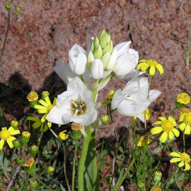 Śniedek zgrupowany Pyramidale Ornithogalum thyrsoides