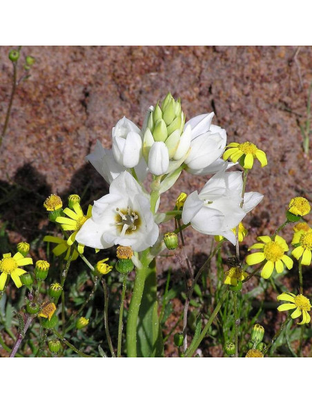 Śniedek zgrupowany Pyramidale Ornithogalum thyrsoides