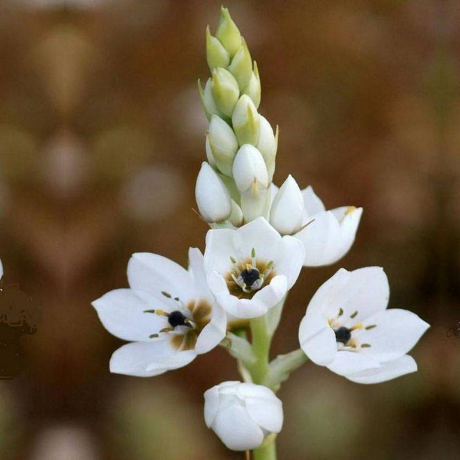 Śniedek zgrupowany Ornithogalum thyrsoides Pyramidale