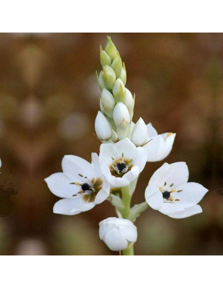 Śniedek zgrupowany Ornithogalum thyrsoides Pyramidale