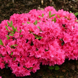 Azalia japońska Melina Rhododendron obtusum