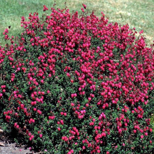 Dabecja szkocka William Buchanan Daboecia scottica