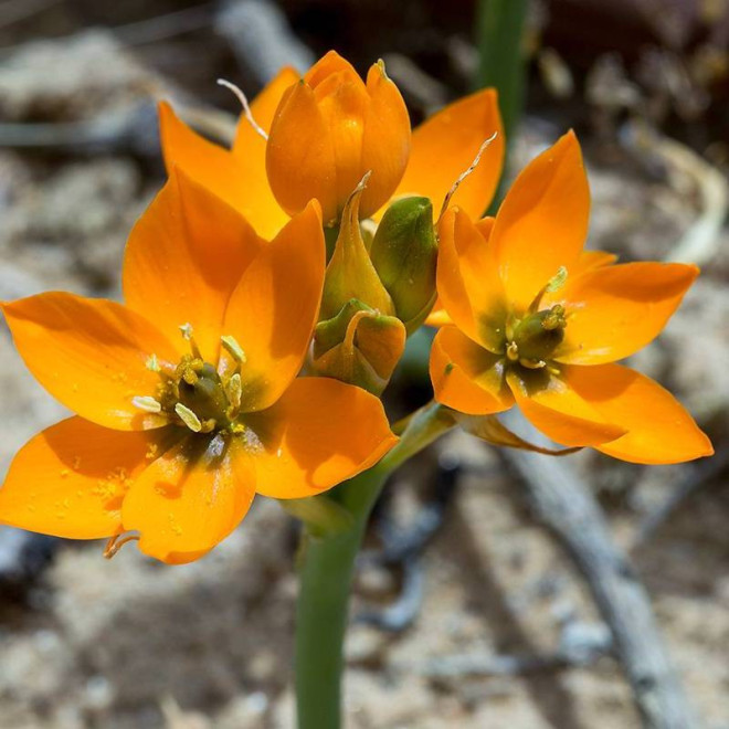 Ornithogalum dubium Śniedek dubijski