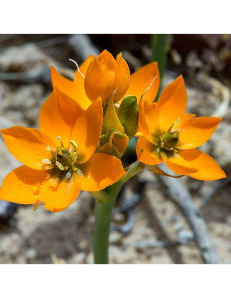 Ornithogalum dubium Śniedek dubijski