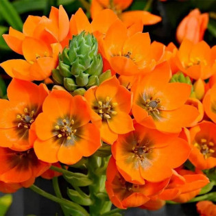 Ornithogalum dubium Śniedek dubijski 2