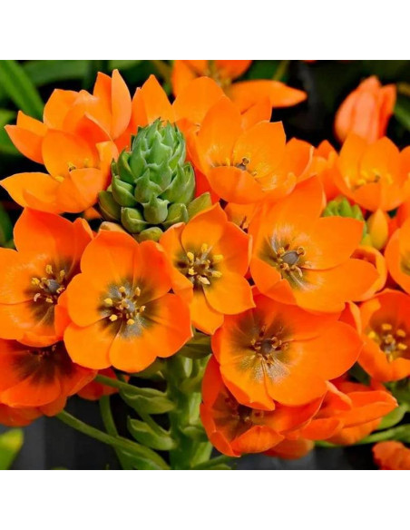 Śniedek dubijski Ornithogalum dubium