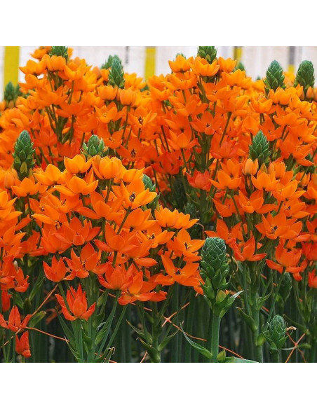 Śniedek Ornithogalum Dubium Dubijski