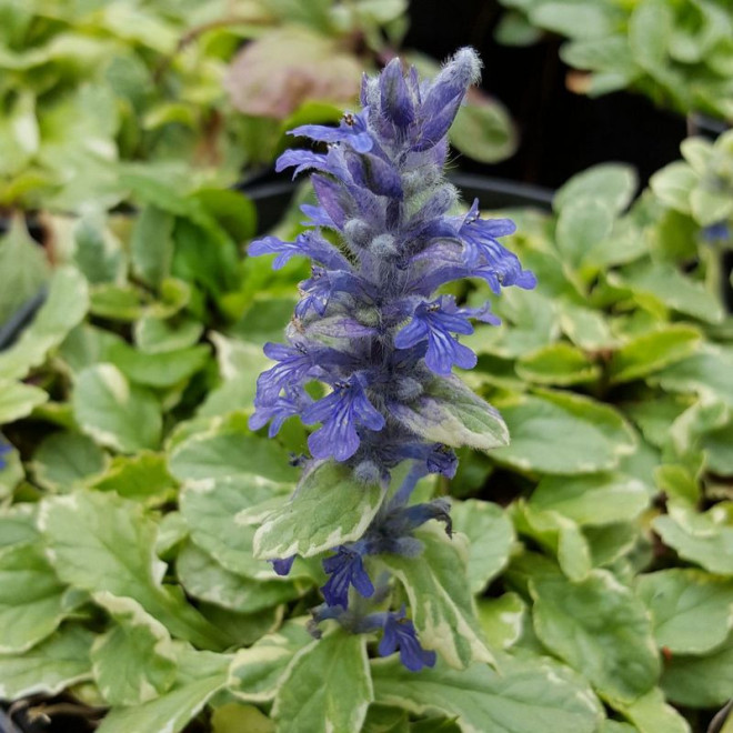 Dąbrówka rozłogowa Variegata Ajuga reptans