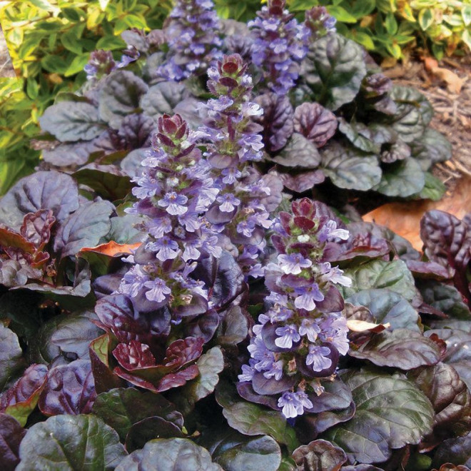 Dąbrówka rozłogowa Black Scallop Ajuga reptans