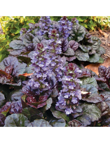 Dąbrówka rozłogowa Black Scallop Ajuga reptans