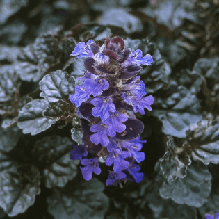 Dąbrówka rozłogowa Black Scallop Ajuga reptans 2