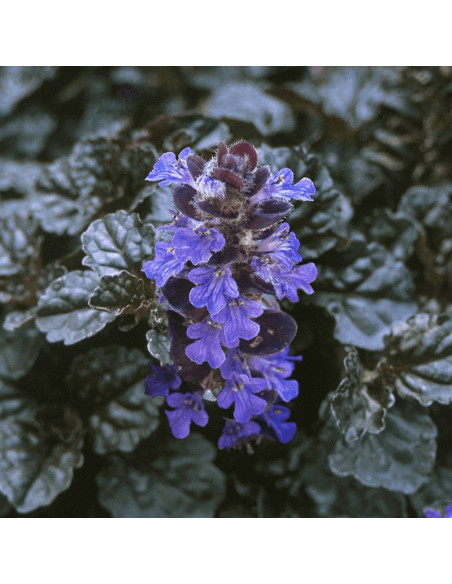 Ajuga reptans Dąbrówka rozłogowa Black Scallop