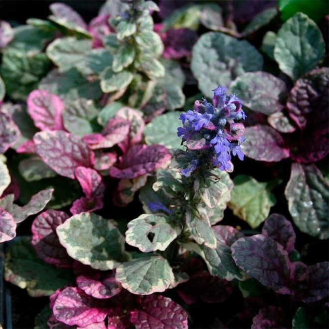 Dąbrówka rozłogowa Burgundy Glow Ajuga reptans