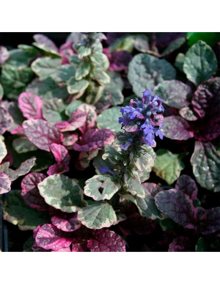 Dąbrówka rozłogowa Burgundy Glow Ajuga reptans
