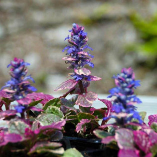 Dąbrówka rozłogowa Burgundy Glow Ajuga reptans 2