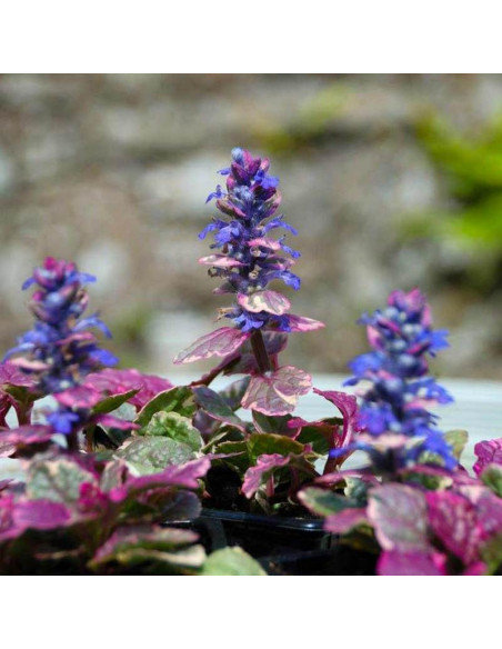 Burgundy Glow Dąbrówka rozłogowa Ajuga reptans