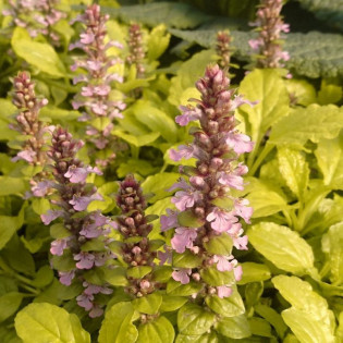 Gold Chang Dąbrówka rozłogowa Ajuga reptans