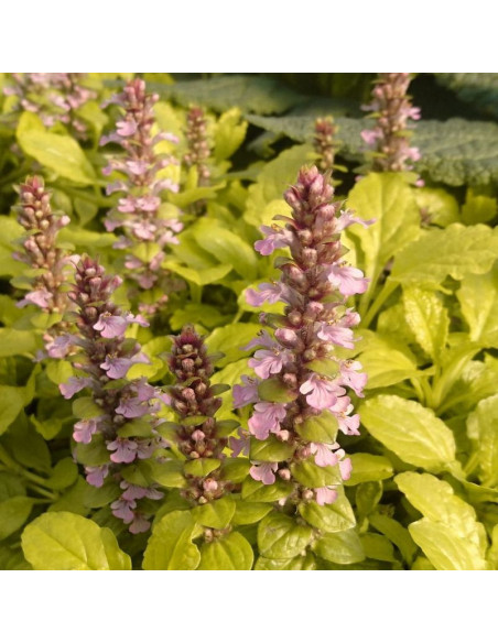 Gold Chang Dąbrówka rozłogowa Ajuga reptans