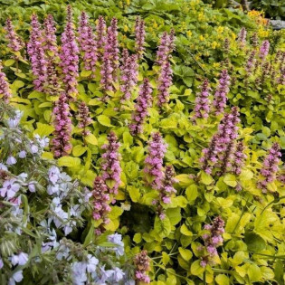 Gold Chang Dąbrówka rozłogowa Ajuga reptans 2