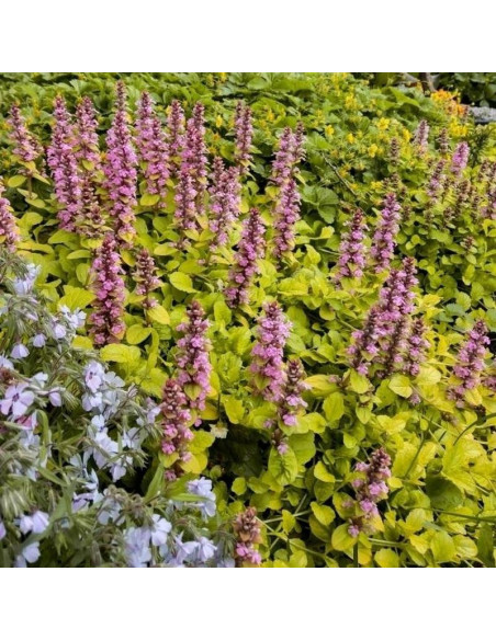 Dąbrówka rozłogowa Gold Chang Ajuga reptans