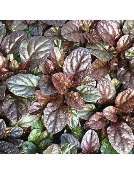 Dąbrówka rozłogowa Mahogany Ajuga reptans
