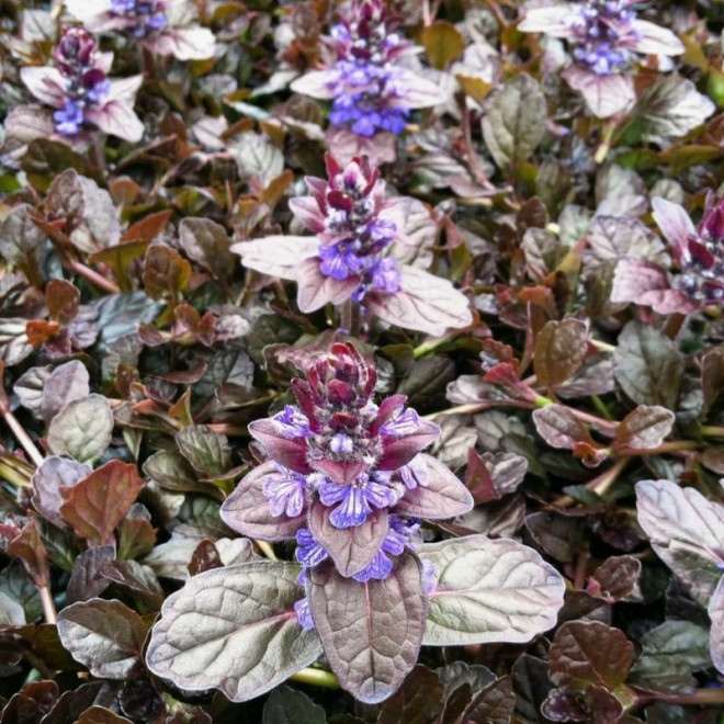 Ajuga reptans Dąbrówka rozłogowa Mahogany