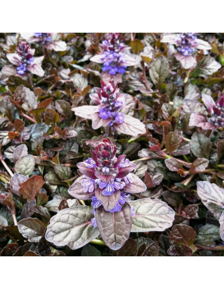 Ajuga reptans Dąbrówka rozłogowa Mahogany