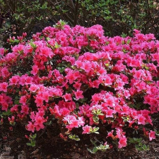 Azalia japońska Michiko Rhododendron obtusum