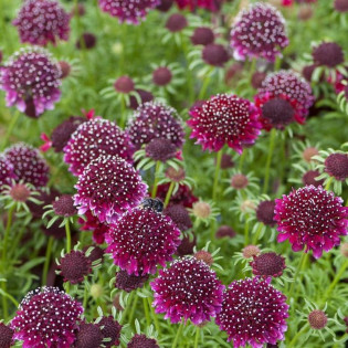 Driakiew Barocca Scabiosa