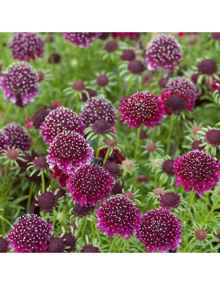 Driakiew Barocca Scabiosa