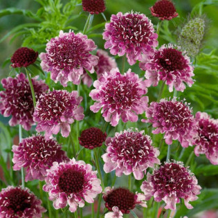 Driakiew Barocca Scabiosa 2