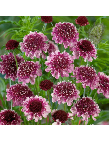 Barocca Scabiosa Driakiew