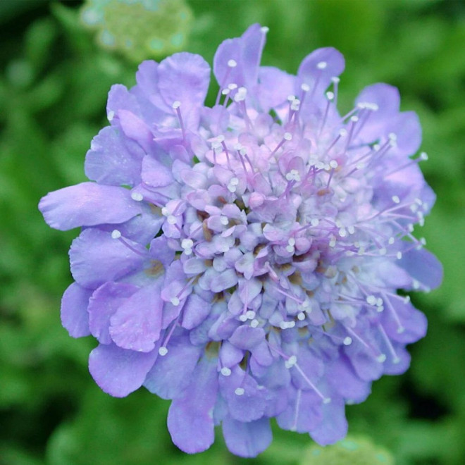 Driakiew gołębia Butterfly Blue Scabiosa columbaria