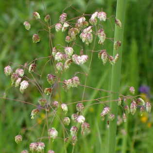 Drżączka średnia Briza media