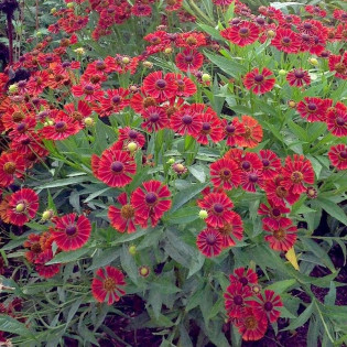 Dzielżan czerwony Siesta Hellenium