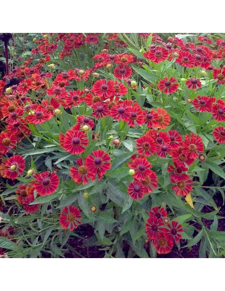 Dzielżan czerwony Siesta Hellenium