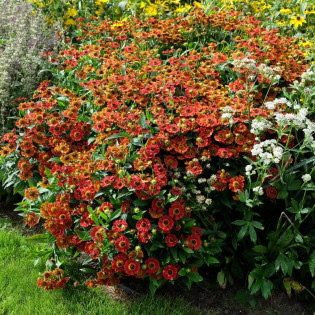 Dzielżan czerwony Siesta Hellenium 2