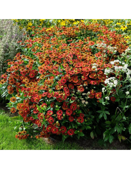 Siesta Hellenium Dzielżan czerwony