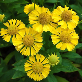 Dzielżan żółty Sombrero Hellenium