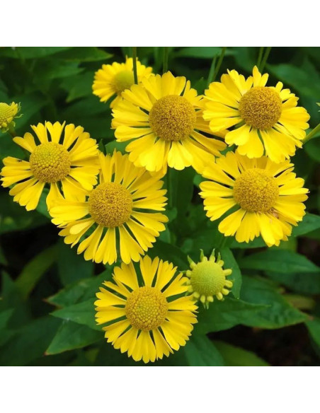 Dzielżan żółty Sombrero Hellenium