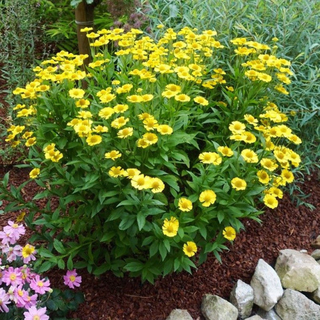 Sombrero Hellenium Dzielżan żółty